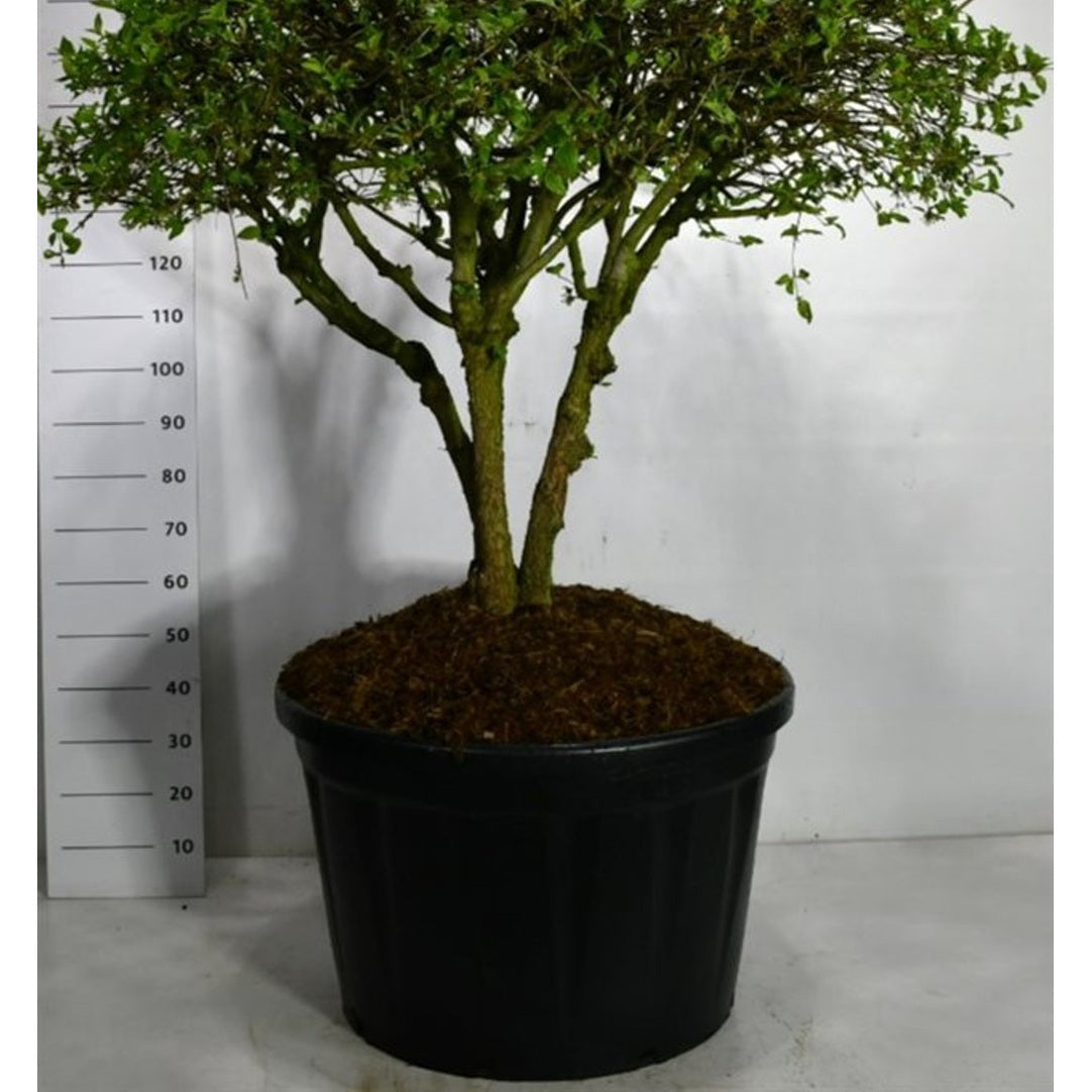 Cornus mas – Cornus mas - C230 100-125 cm. Parasol